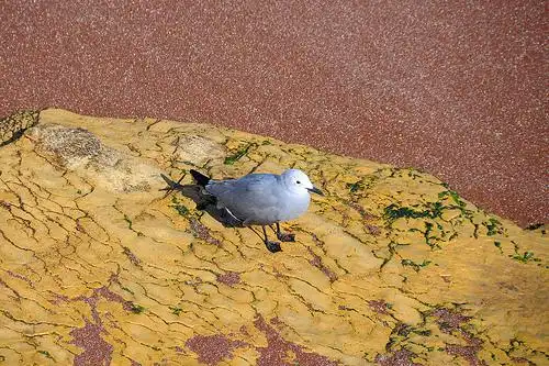 gaviota gris - grey gull (leucophaeus modestus) | flickr – 相片