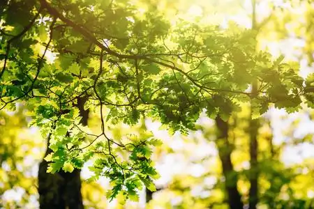 一棵树上新的绿叶在阳光下发光.背景模糊的特写镜头.