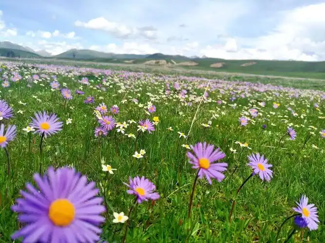 6月红原俄么塘花海毕业旅行的好地方去俄么塘需要准备些什么