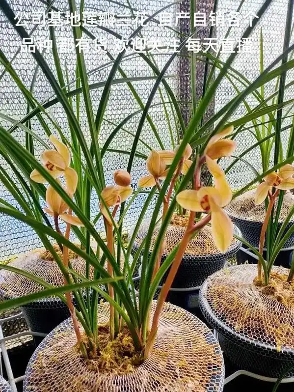 公司基地莲瓣兰花  自产自销各个品种 都.公司基地莲瓣兰花  - 抖音