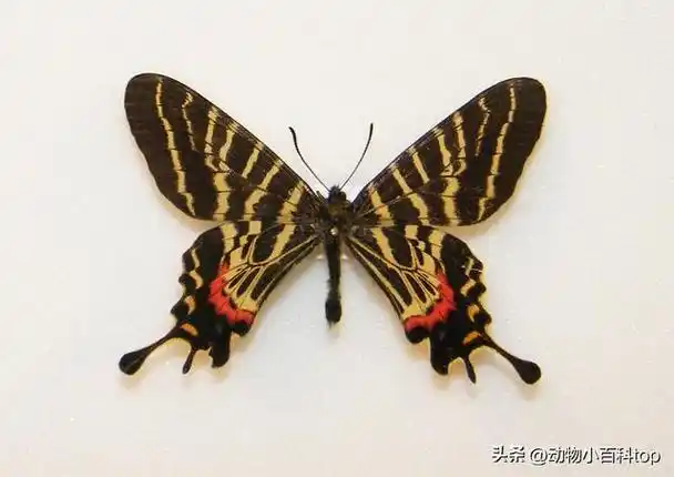世界十大最珍贵的蝴蝶