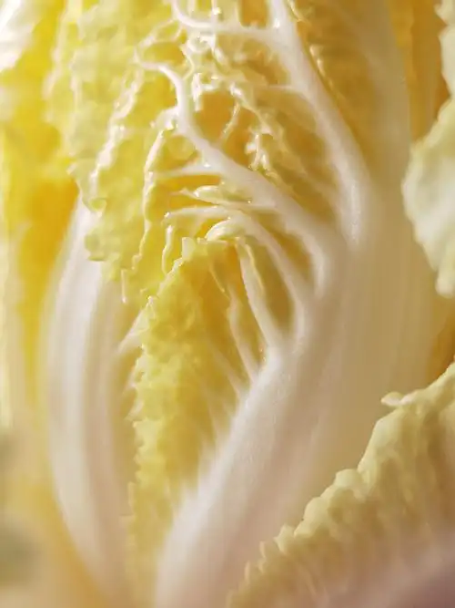 静物摄影白菜百财