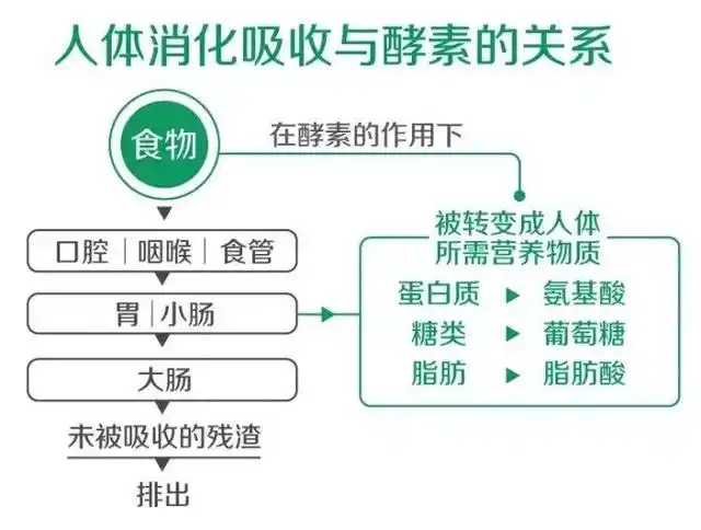 天然酵素作用与功效酵素的十大神奇功效