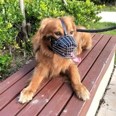 猪嘴母猪防咬套仔猪神器套防咬母套马牛羊吃东西嘴套