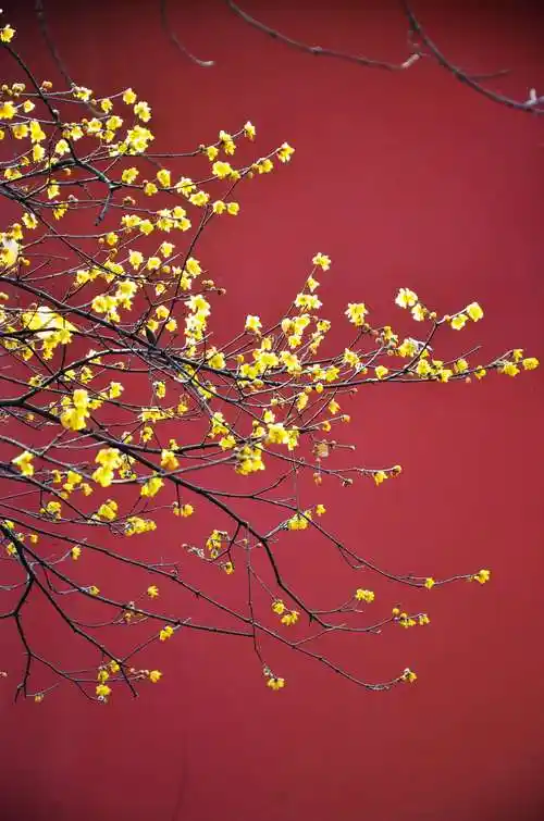 新年残雪 腊梅红墙