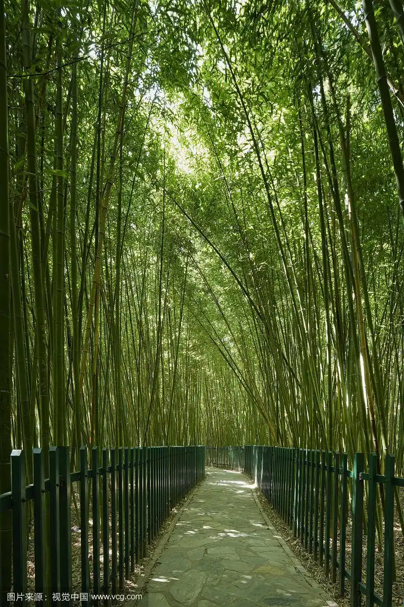 竹林幽静小路