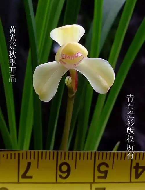 黄光登秋季开品-建兰篇-中国兰花交易网社区