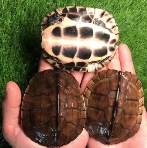 涤荡起伏的石金钱龟石金钱龟是什么龟