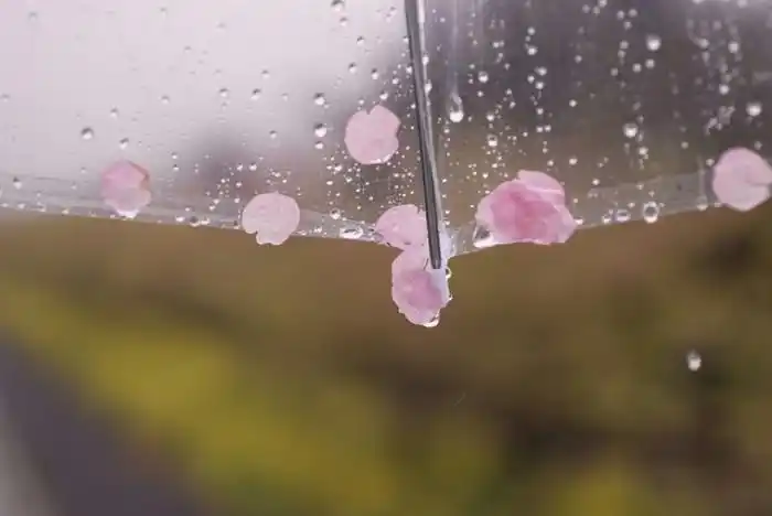 今夜,下起花瓣雨