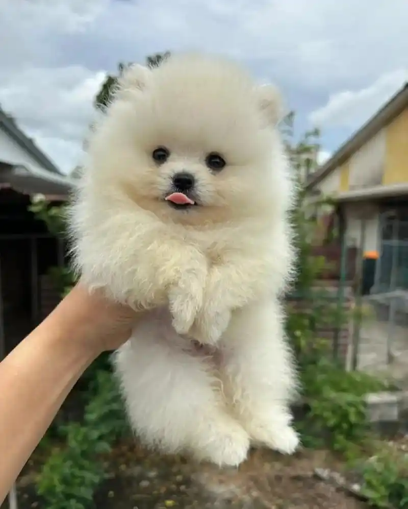 纯种博美幼犬一窝,弟弟妹妹都 - 抖音