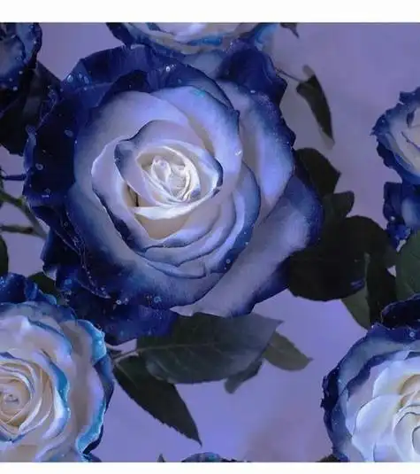 蓝玫瑰动漫头像