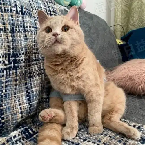 网友哭诉买猫被骗千元,拿橘猫充当英短?老板:只是串得不好而已