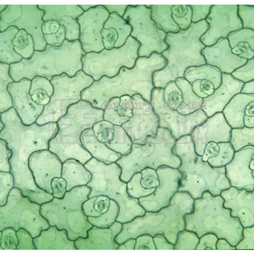 菊叶下表皮装片-示毛茸价格_植物显微玻片_解剖|饲养|标本_农林牧药
