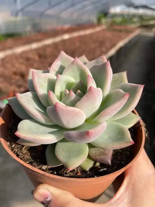 植物多肉香槟大单头办公室美观趣味防辐射绿植老桩多肉植物