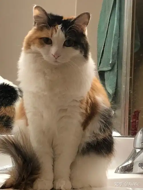 最好看的三花猫长什么样子