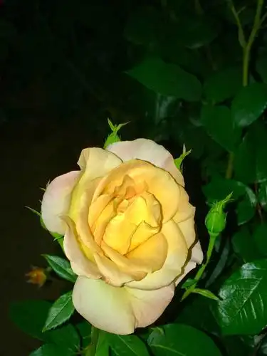 夜色下盛开的月季