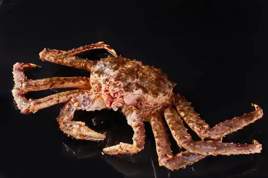 帝王蟹图片