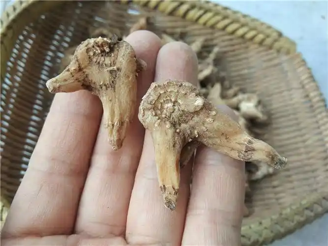 贵州野生三叉白芨中药材小白旱白中药白鸡干可打其他药食同源食品