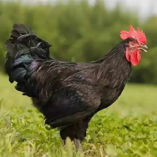 生肖鸡黑鸡代表1