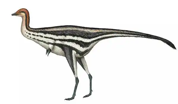 波氏爪龙,虽然体型大很多,但具有类似蒙古戈壁"单爪龙类"的前肢 (图片