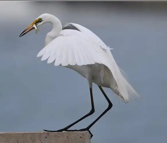 白鹭和白鹤的区别和水产养殖与"鸟吃鱼"