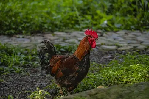 公鸡中的战斗鸡
