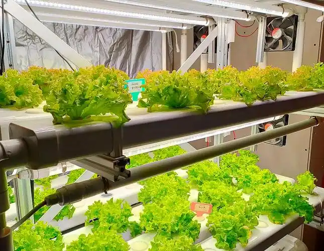 无土栽培设备走入寻常家庭