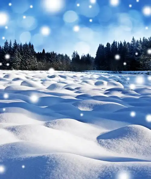 冰雪覆盖的树林-自然风景高清图库-名片之家