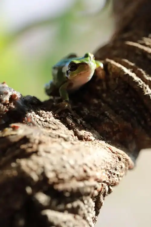 (原片微距摄影)可爱的小青蛙