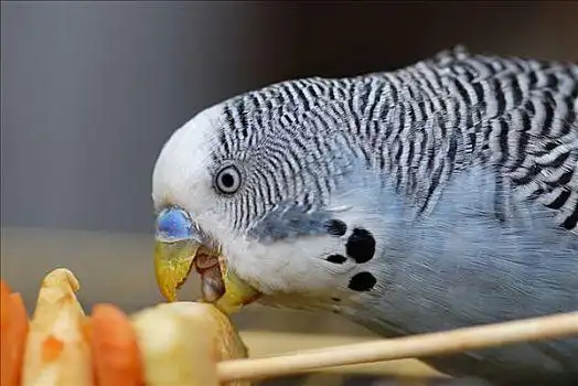 虎皮鹦鹉,啃,水果,啄
