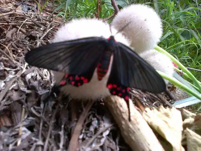 红眼红斑黑色,应该是蛾,这是什么昆虫?