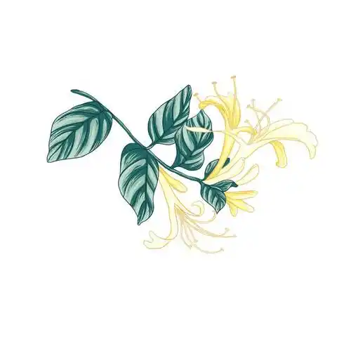 本草求真花药同源系列之金银花