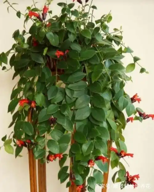 这三个"吊兰品种",每一种都花叶俱美,快看看你家有没有