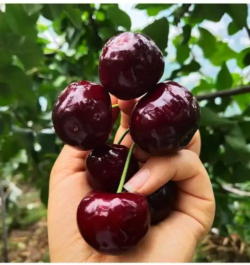 顺丰直达特级四川汉源车厘子黑珍珠大樱桃当季新鲜国产甜樱桃q坏果