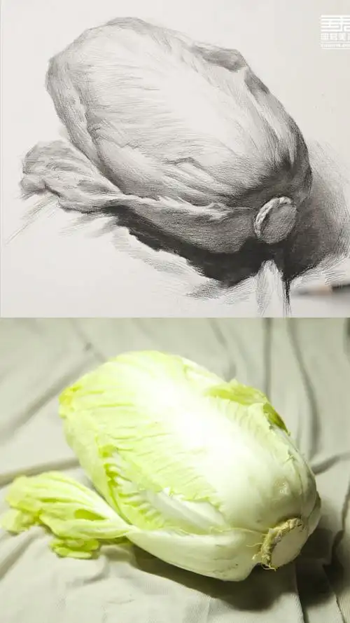 绘画基础入门 素描静物 大白菜 一分钟看懂怎么画#绘画