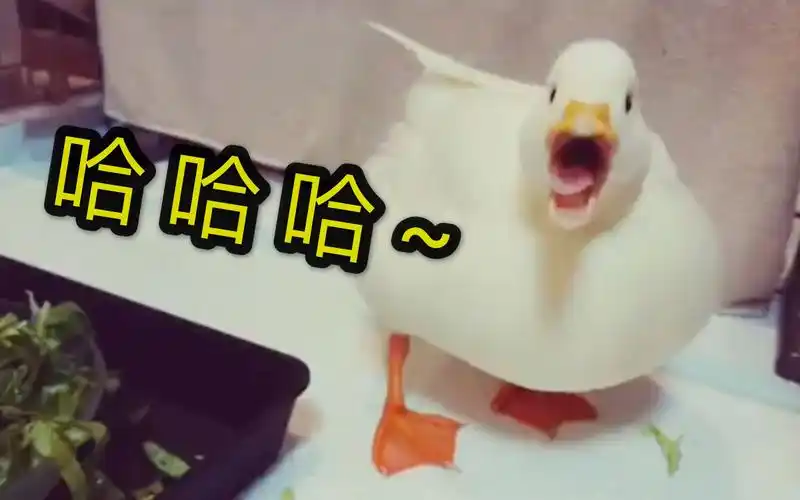 柯尔鸭给鸭子讲笑话它笑的停不下来了一发不可收拾鸭