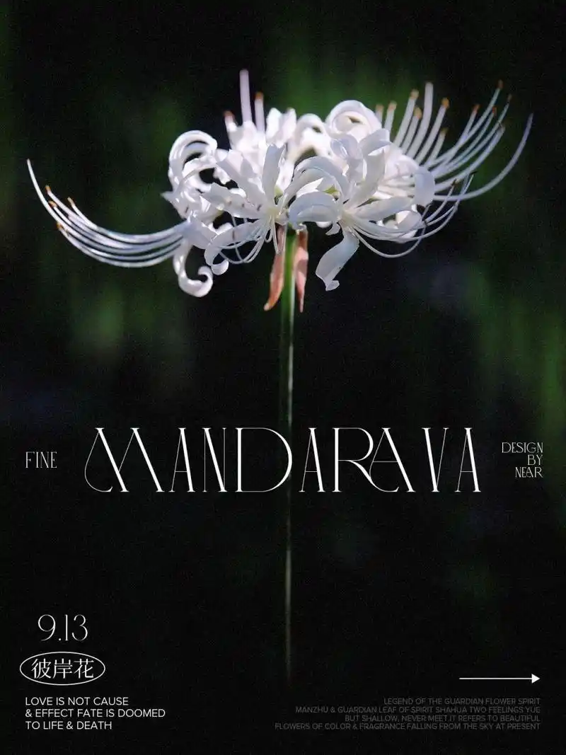 白色彼岸花是无尽的思念07 白色彼岸花又叫曼陀罗华,其花语是:无尽