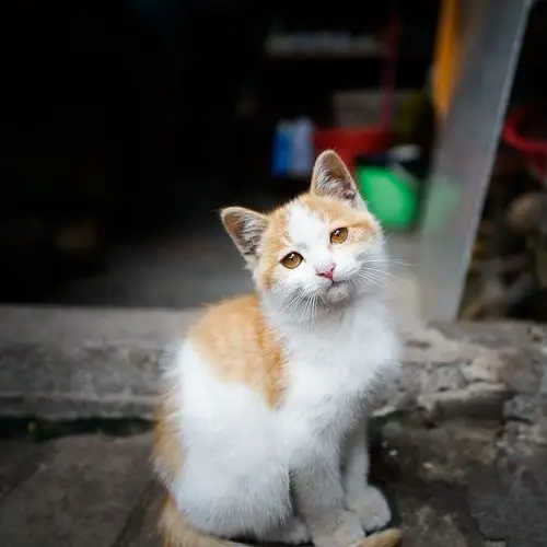 山城随拍磁器口的花猫