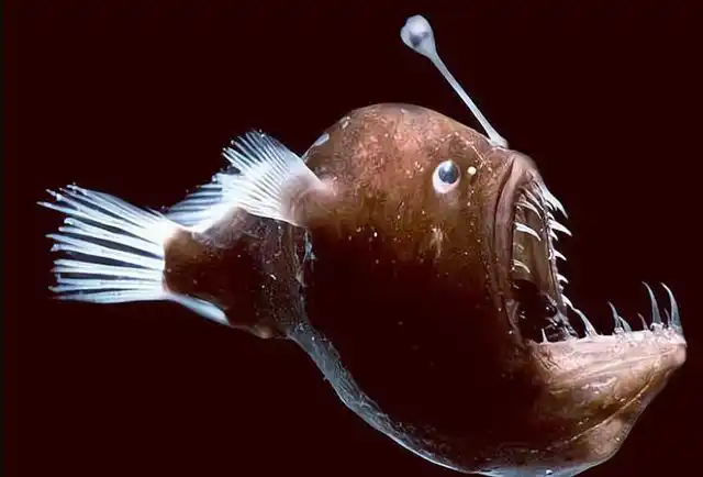 鱼界软饭王把软饭吃到极致最终成为配偶的器官