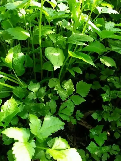 来自于辽东大山深处的美味---山野菜大礼包亲情奉献