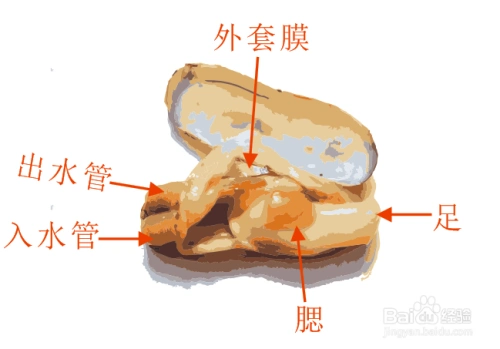 缢蛏的内部结构简笔画