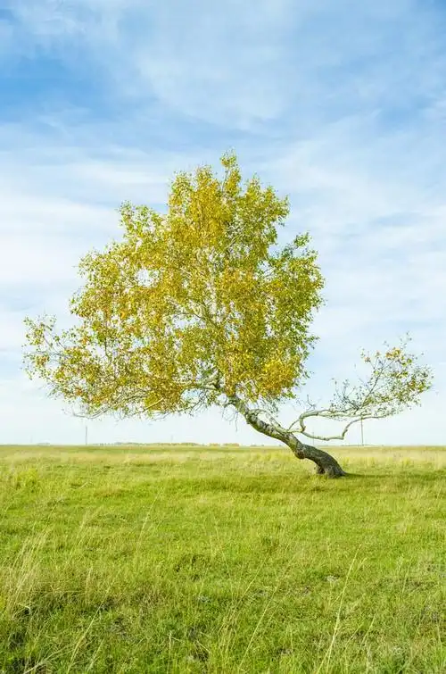 棵孤独的树,秋天一棵树在草地上