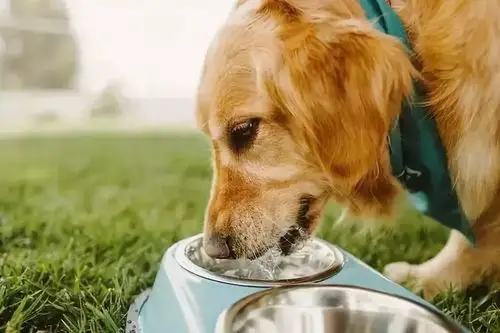 萌知识 | 狗狗喝水中的大学问