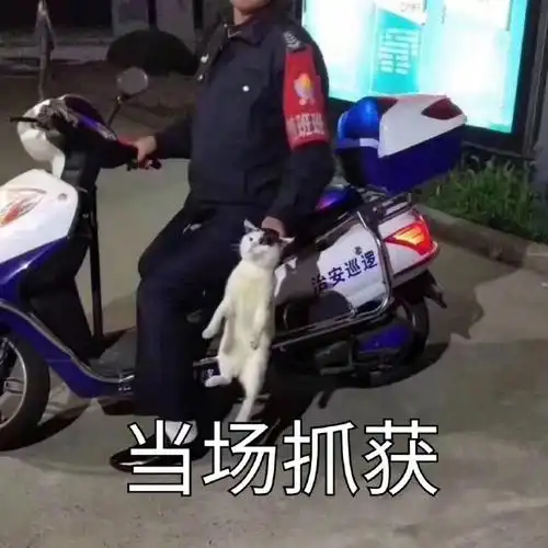 猫猫表情包