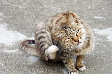 猫咪瘙痒行为的原因及诊断,猫猫健康!