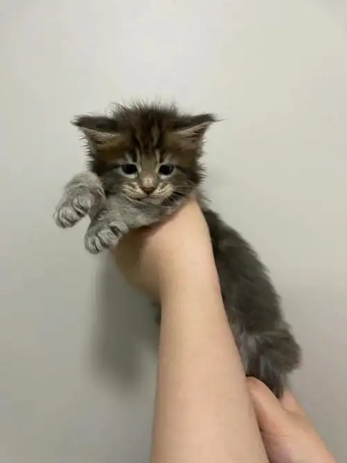 跟很大只的缅因父母比起来,小时候的缅因充满可爱与灵动方方的脑袋太