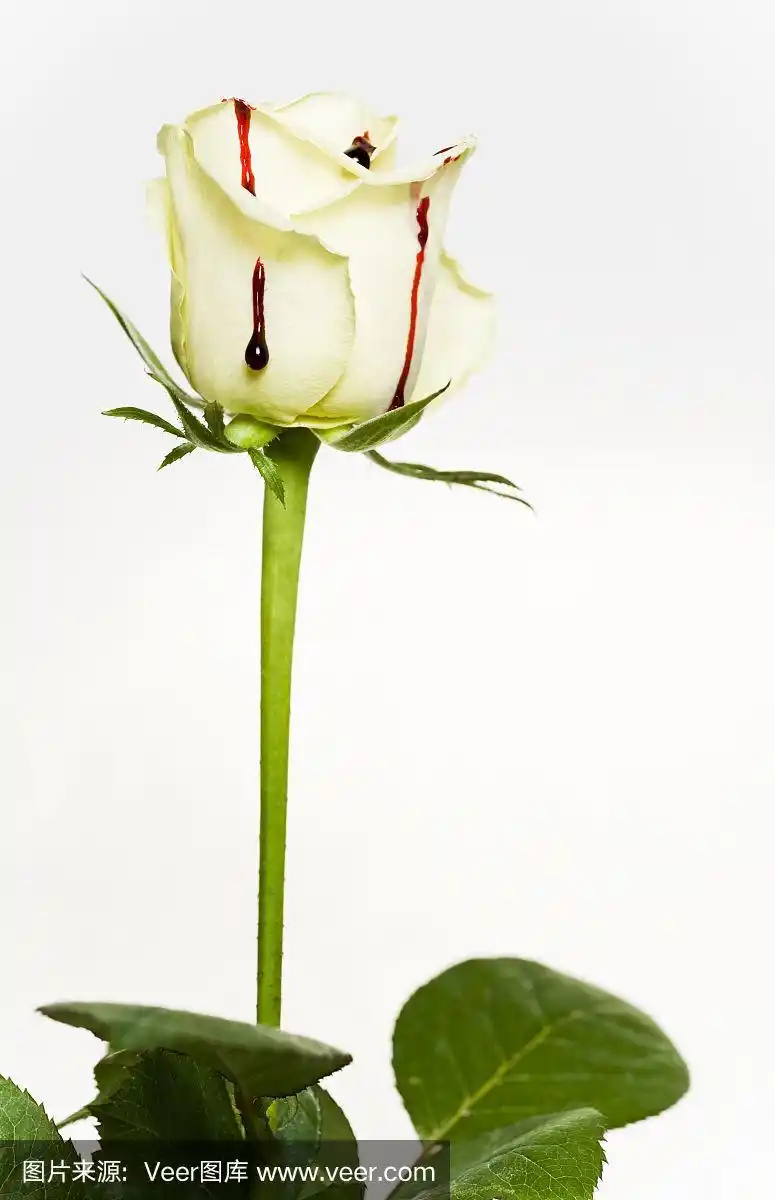 带血滴的白玫瑰