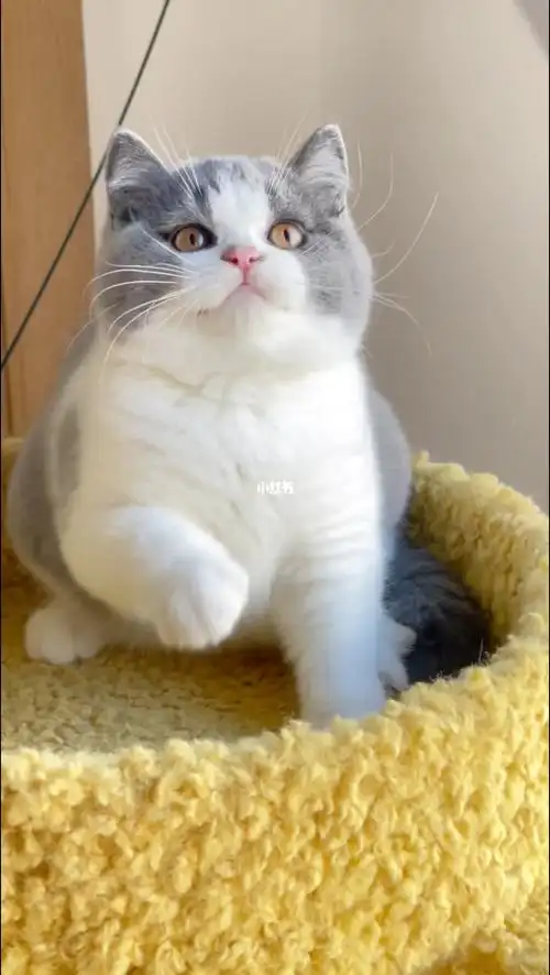 大圆脸的英短蓝白妹妹