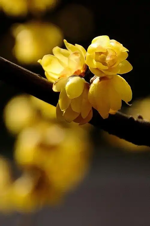成都冬天的腊梅花与各位摄友分享,请各位老师指导