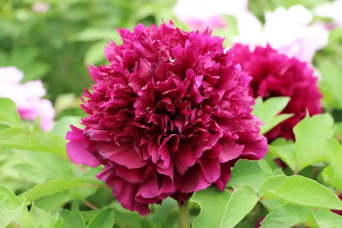 紫霞万丈."紫霞万丈",中国花卉协会牡丹芍药分会登录品种,深 - 抖音